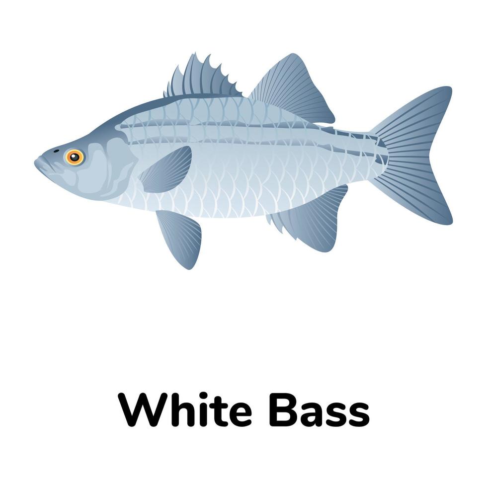 A freshwater fish flat icon vector