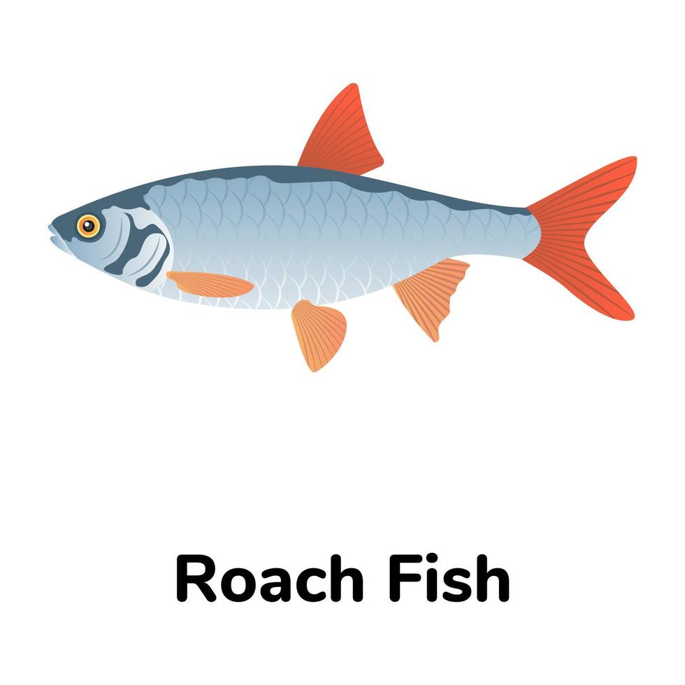 A freshwater fish flat icon vector