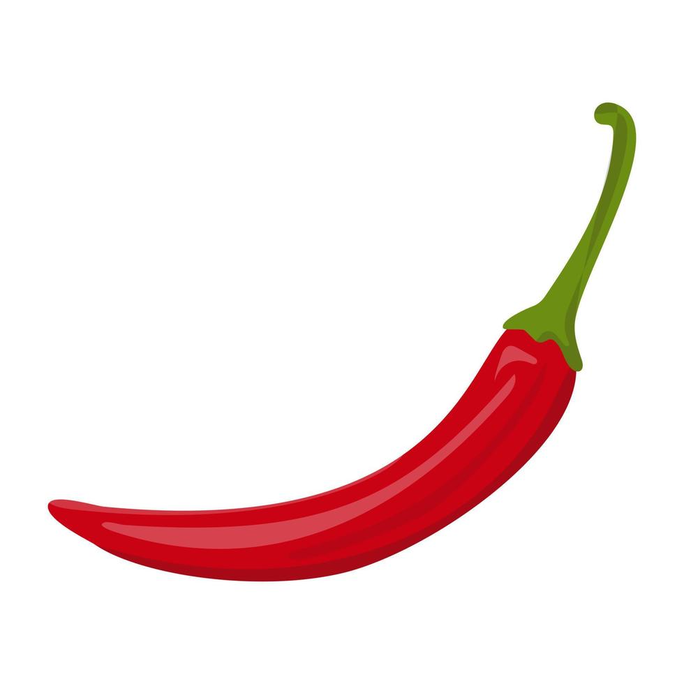 Red chili pepper vector