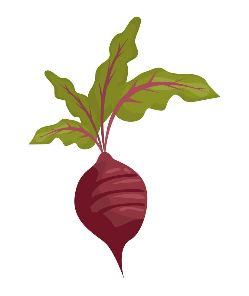 vegetales de rábano fresco vector