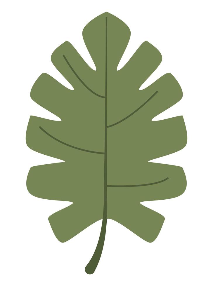 tropical leaf palm vector