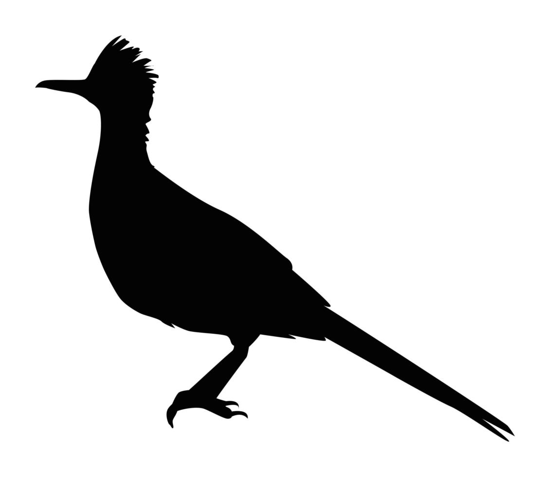 wild roadrunner silhouette vector