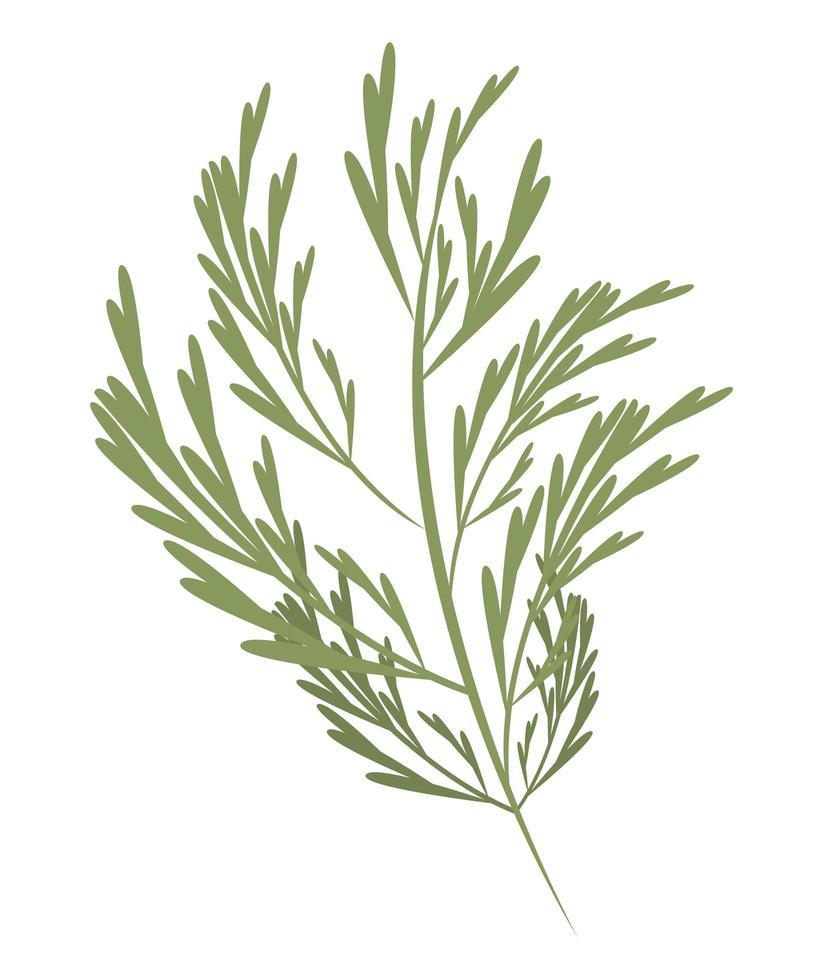 fresh coriander vegetable vector