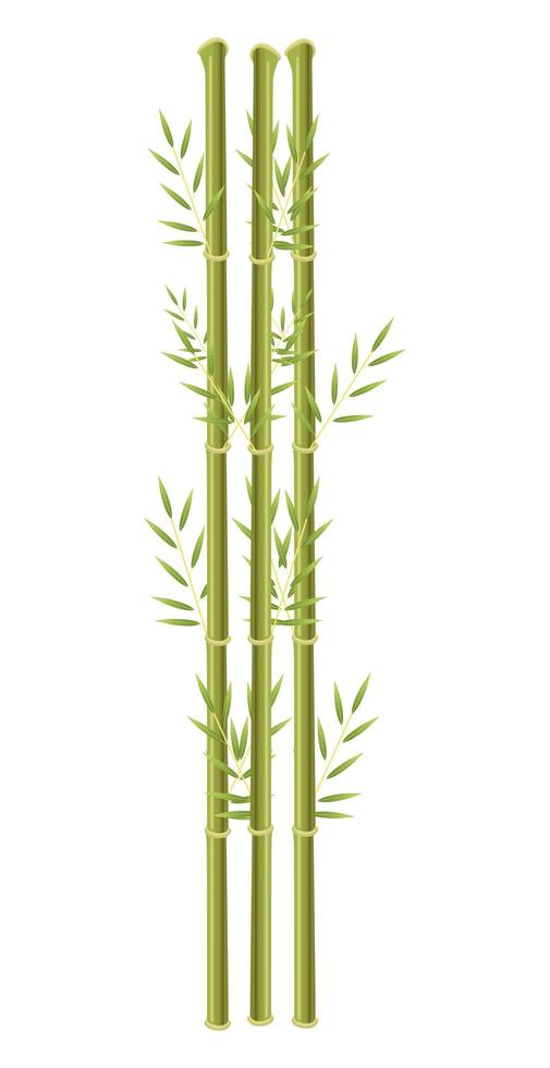 planta china de bambú vector