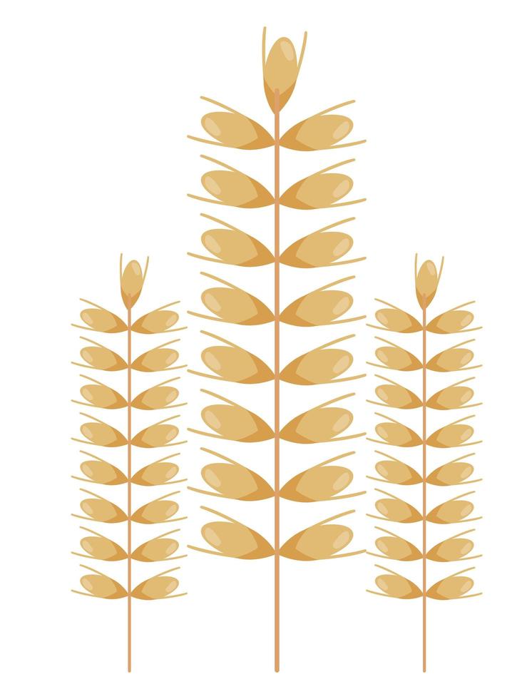 three wheat spikes vector
