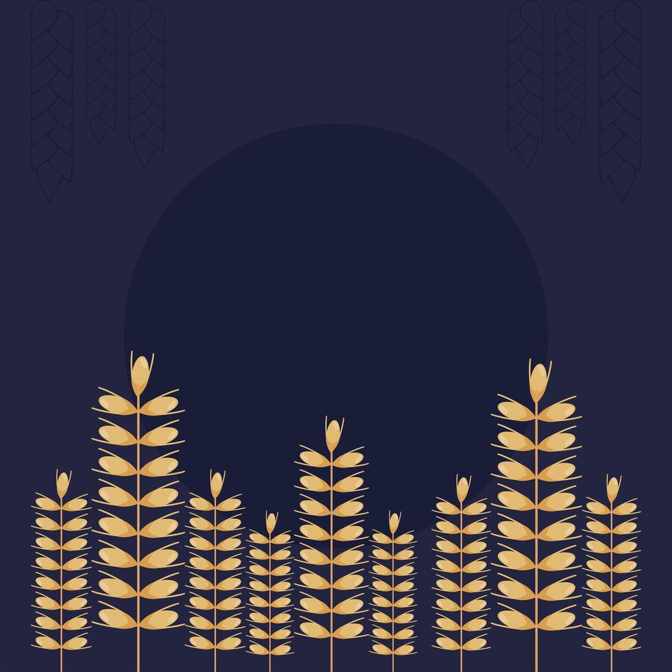 wheat spikes cultive vector