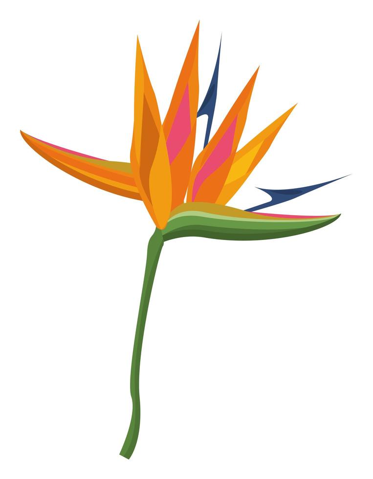 tropical and exotic heliconia vector