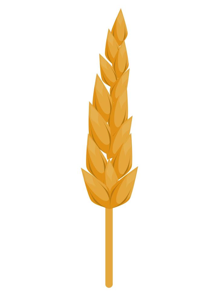 spike wheat golden vector