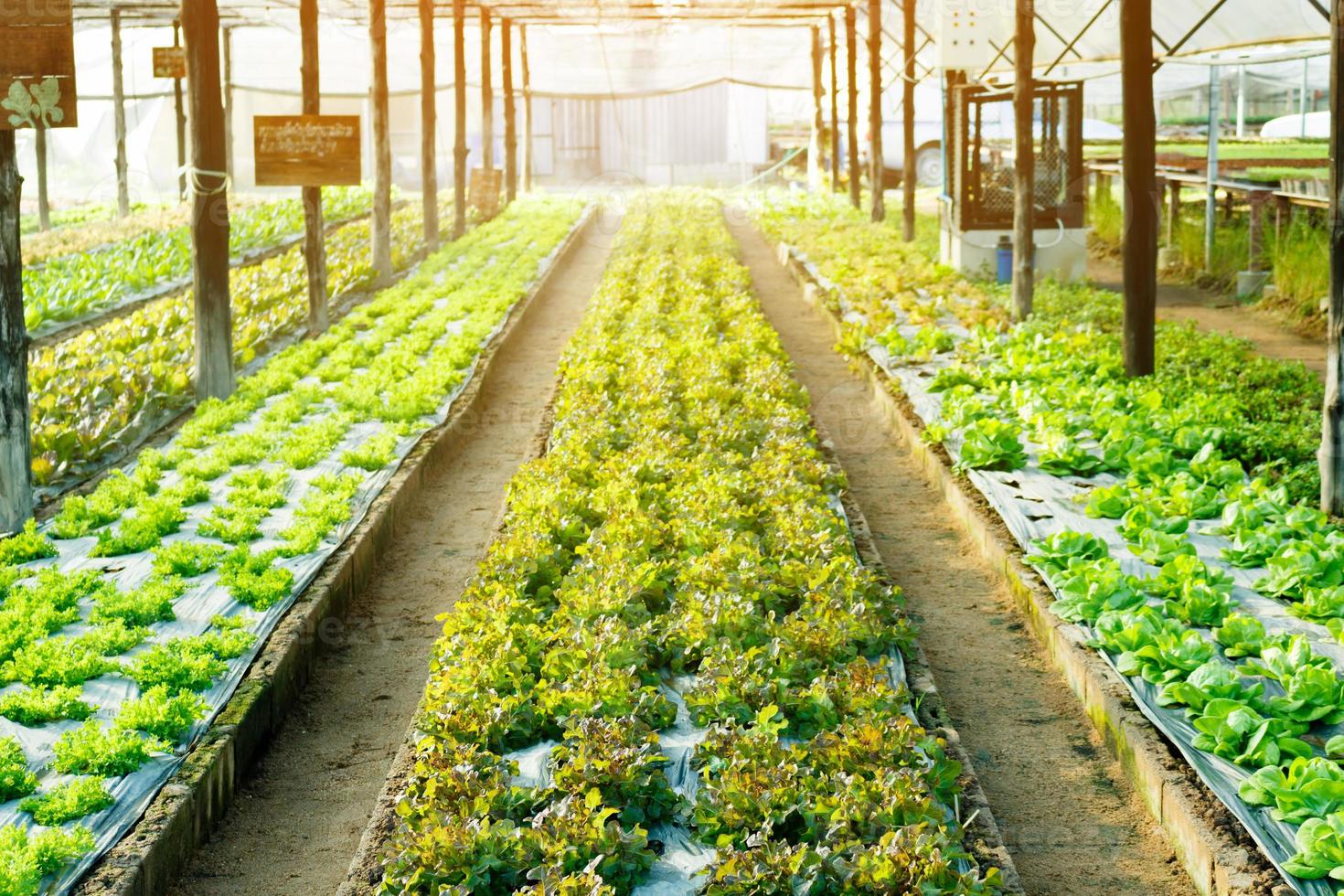 la verdura hidropónica se planta en una granja orgánica. foto