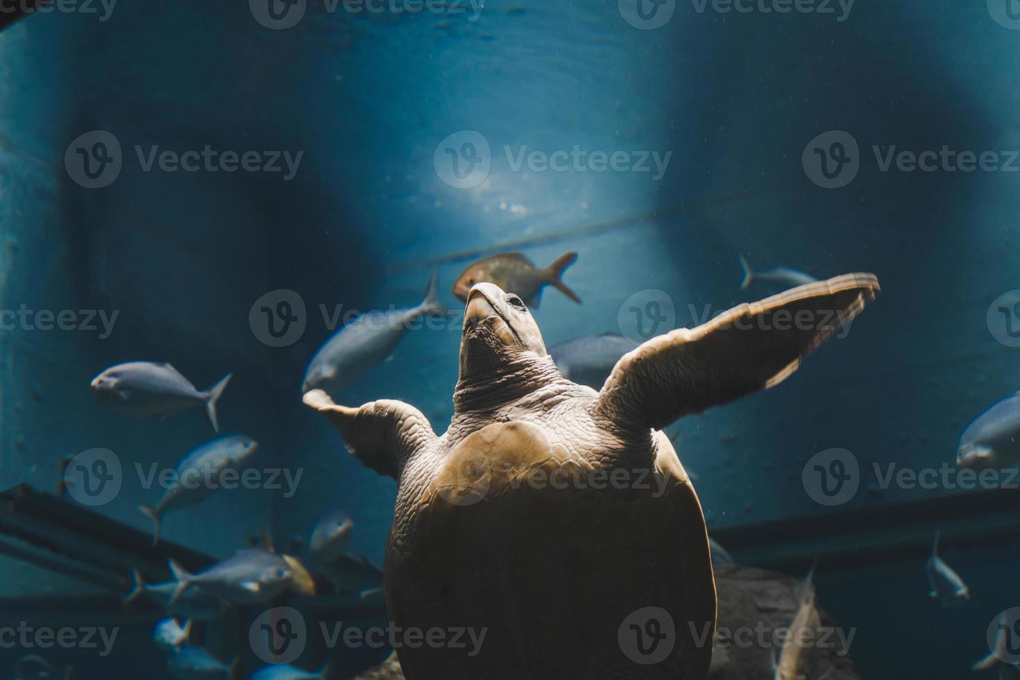 Turtle in the glass cabinet aquarium. photo