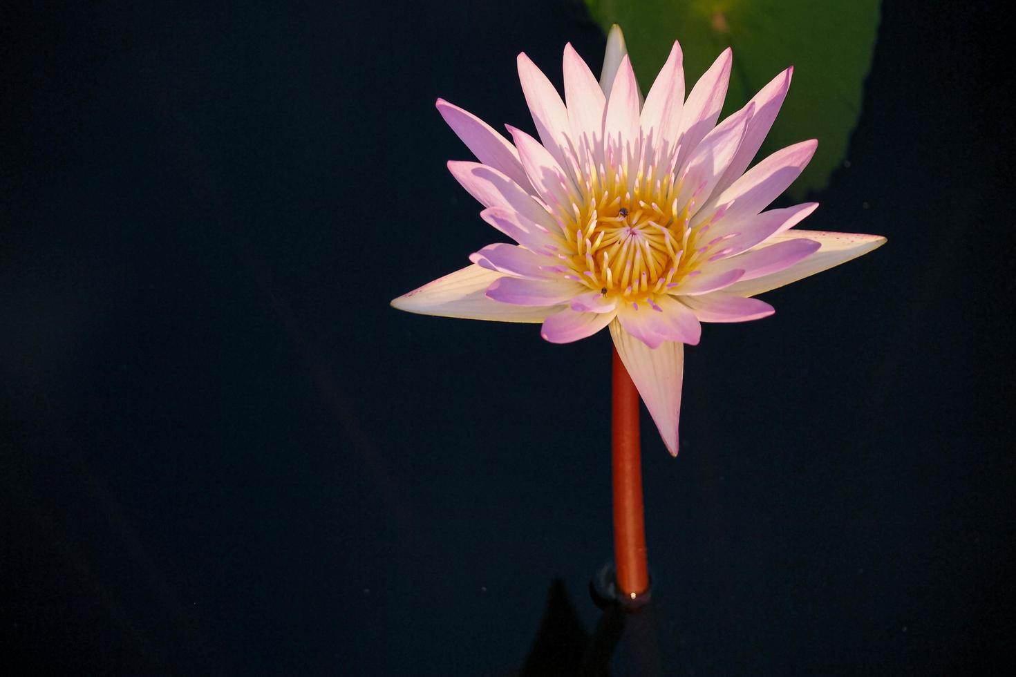 Close up Natural beautiful pink purple lotus flowers abstract nature background 5409164 Stock Photo at Vecteezy Close up Natural beautiful pink purple lotus flowers abstract nature background 5409164 Stock Photo at Vecteezy