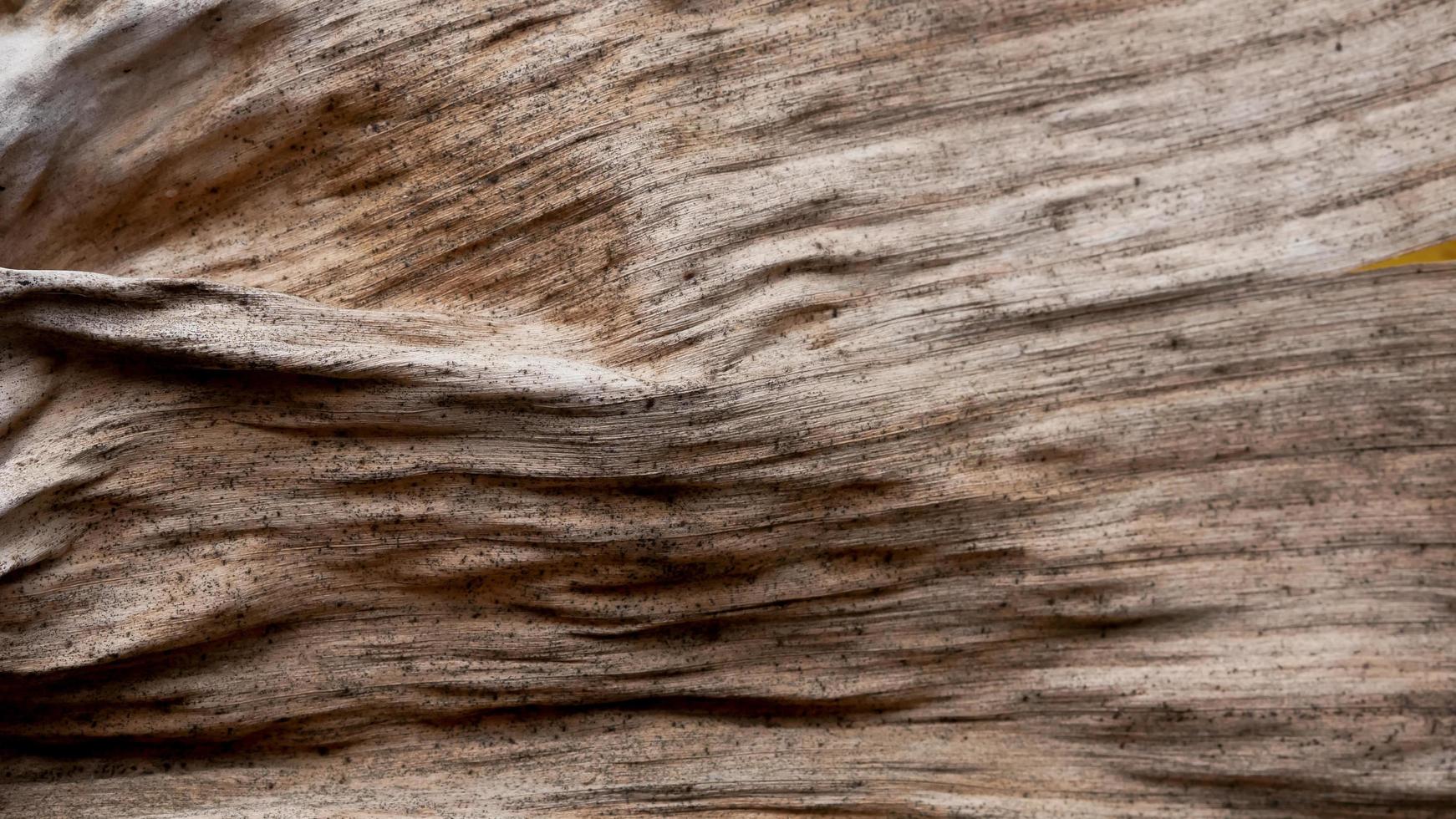 dried banana leaf texture abstract background photo