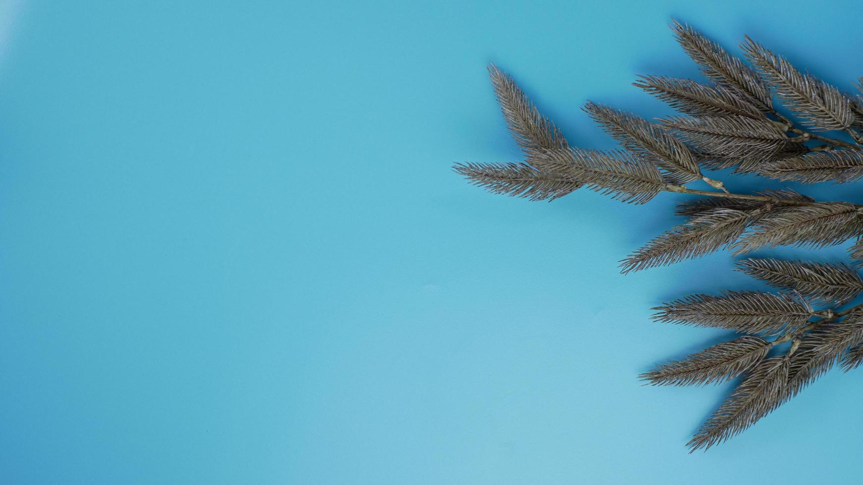 hojas secas de abeto sobre fondo azul con espacio de copia foto