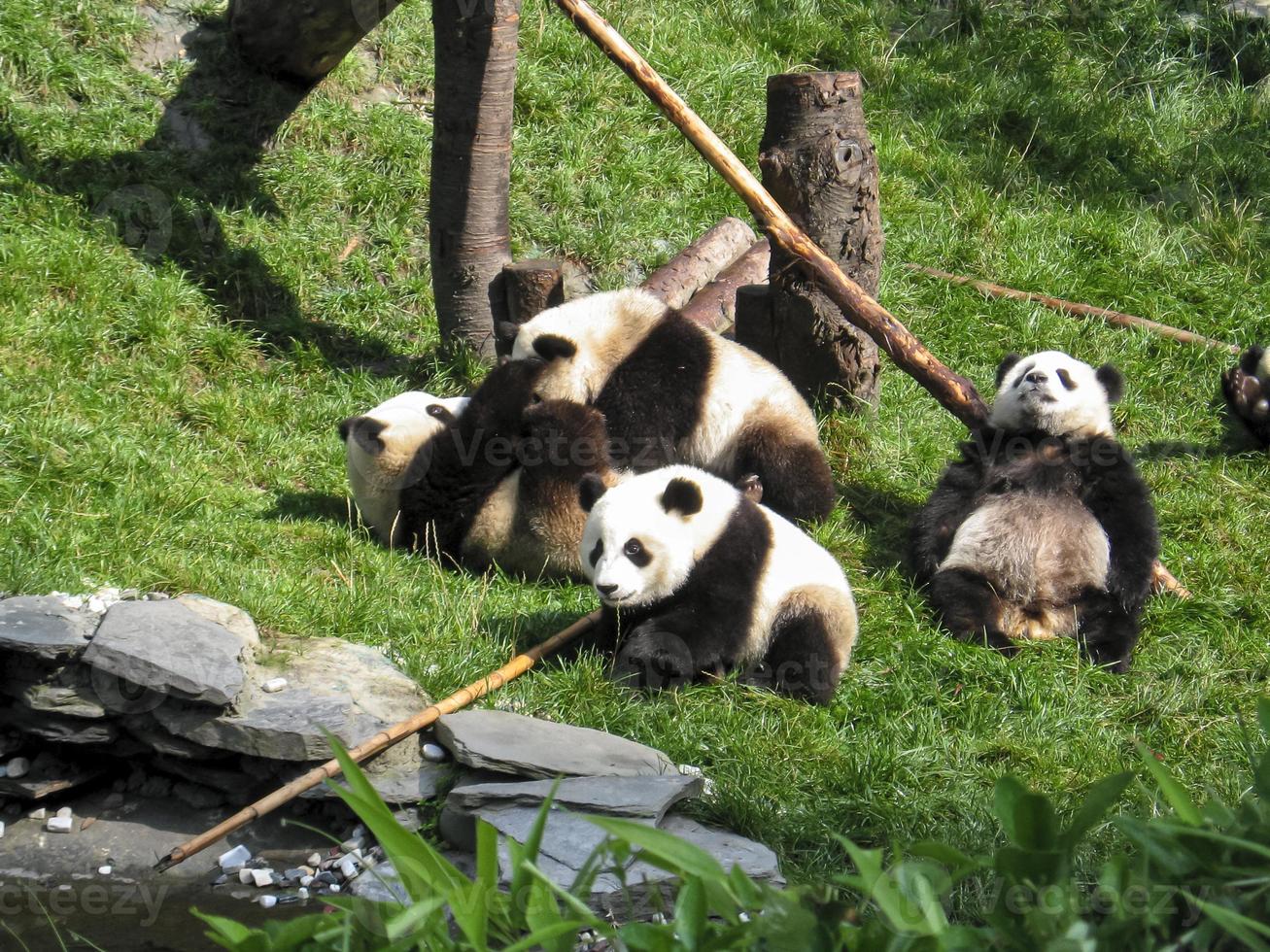 grupo de pandas jugando en el bosque del tíbet foto