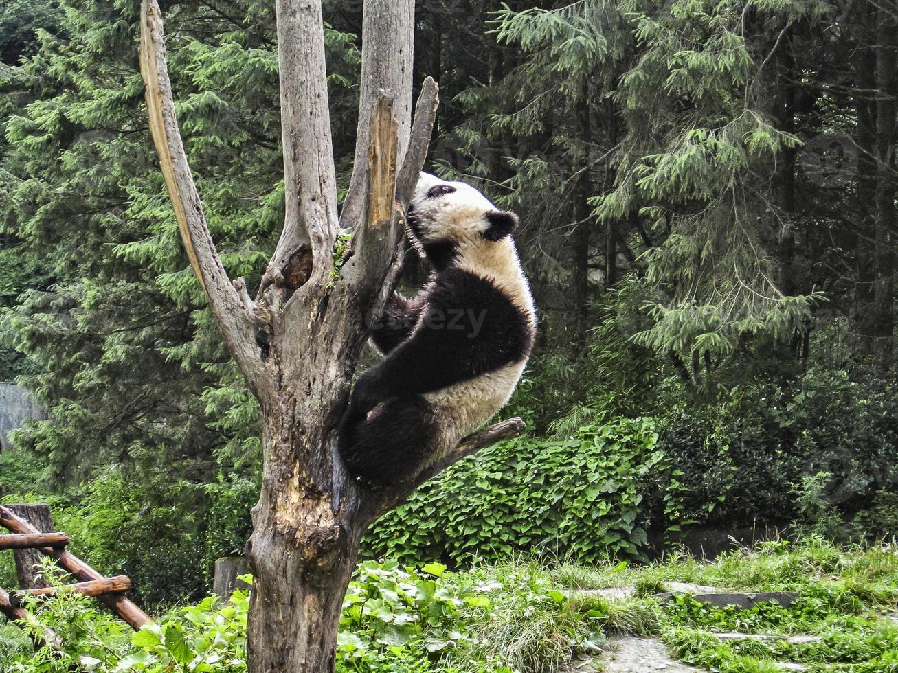 panda in the forest of India photo