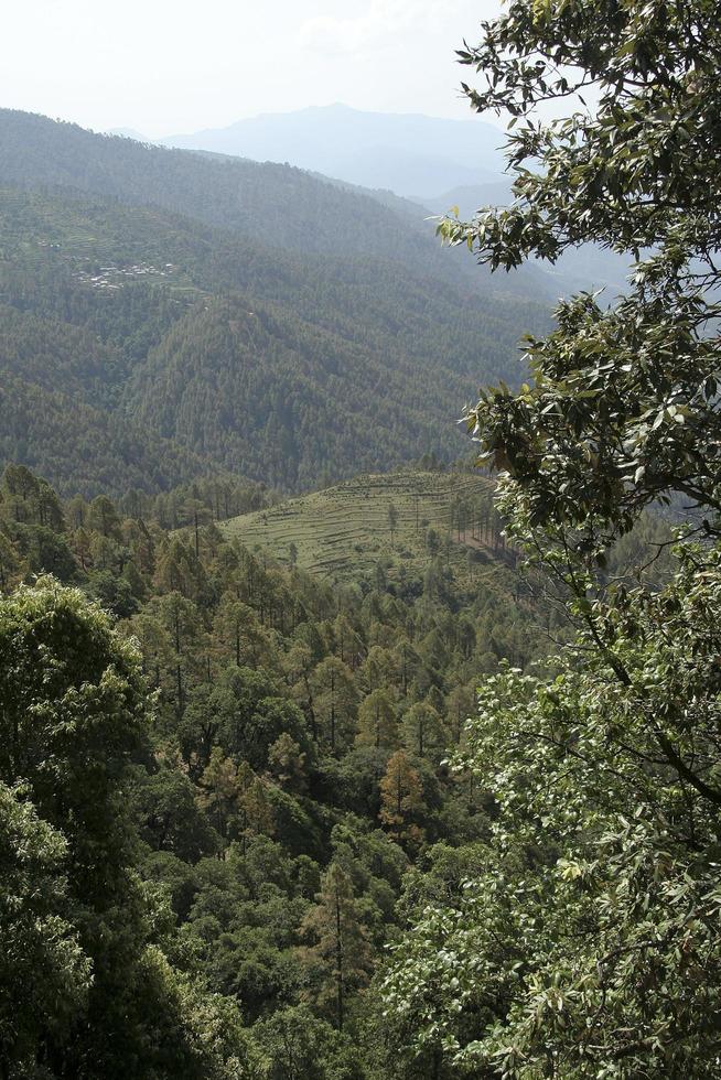 View of Coniferous Forest photo