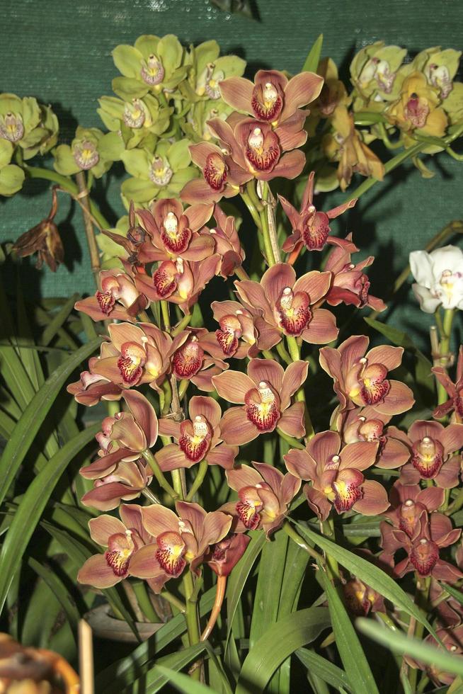 Bunch of Orchids photo