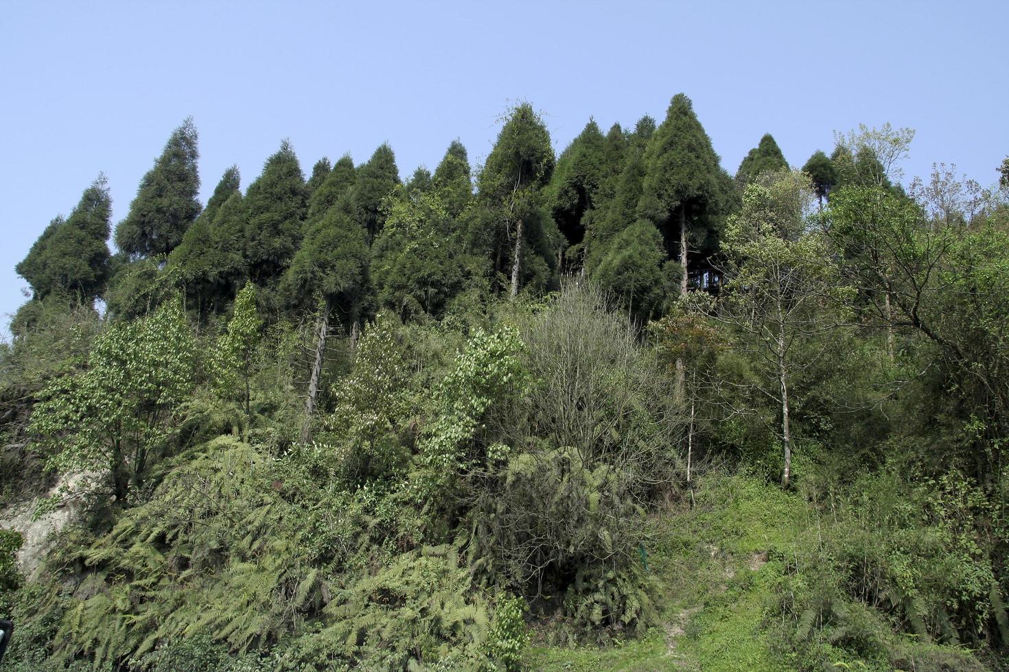 Forest ofConifer Trees photo
