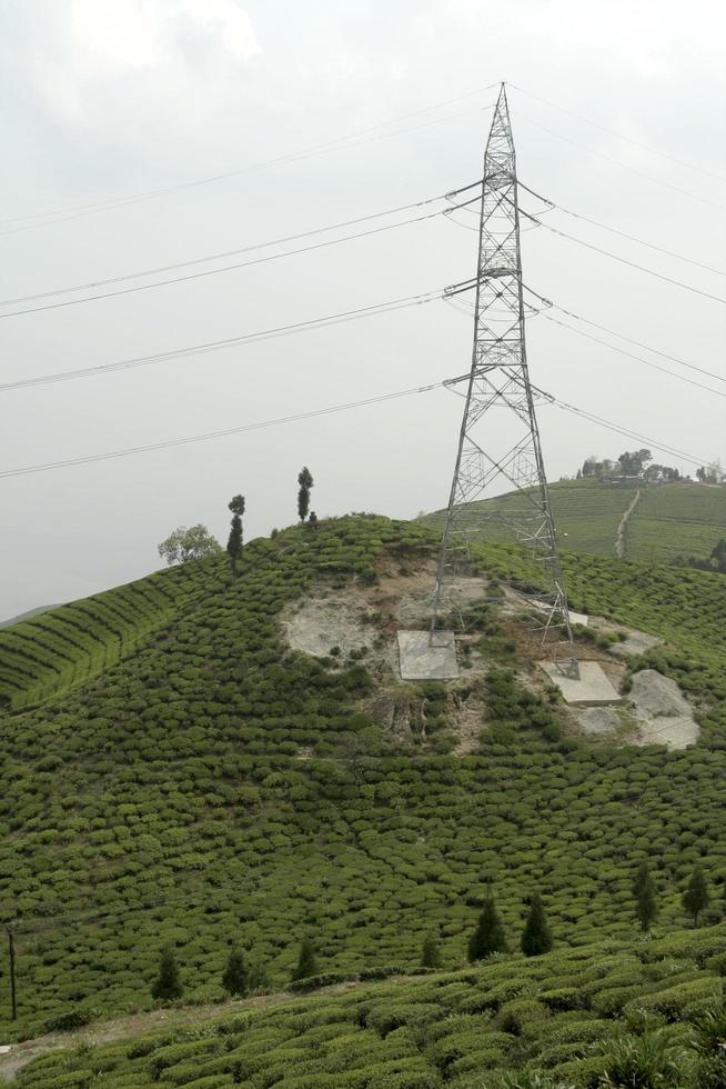Tower in Tea Garden photo