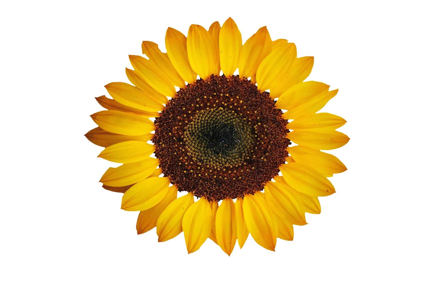 girasol amarillo aislado en un fondo blanco - imagen foto