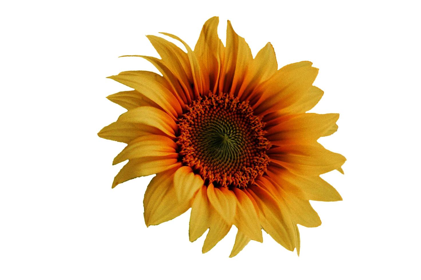 Sunflower Seed on white background - image photo