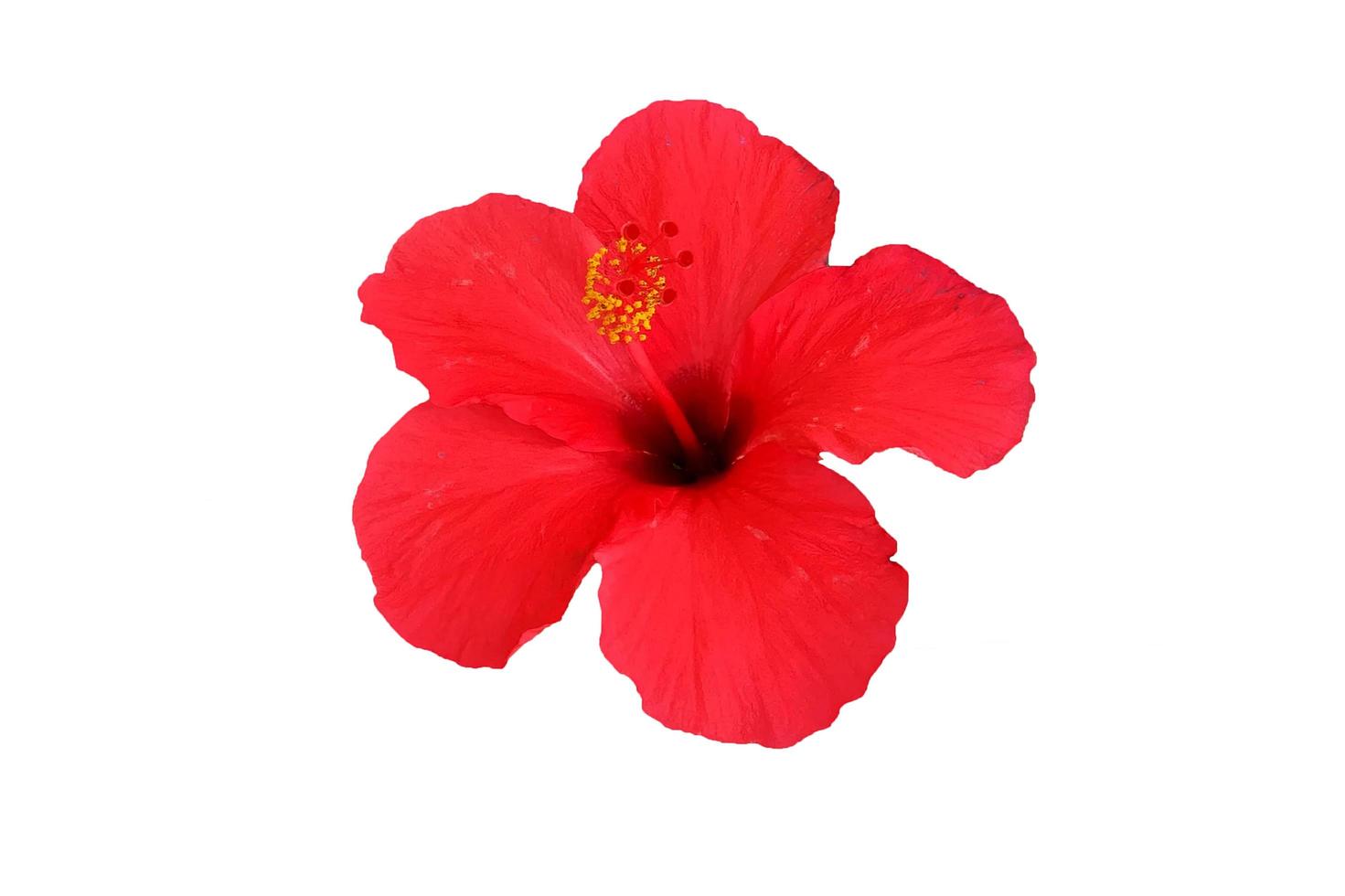 The hibiscus flower isolated on white background photo