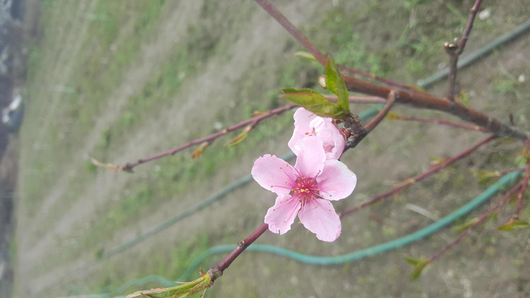 Peach blossom tree, pink spring flower photo