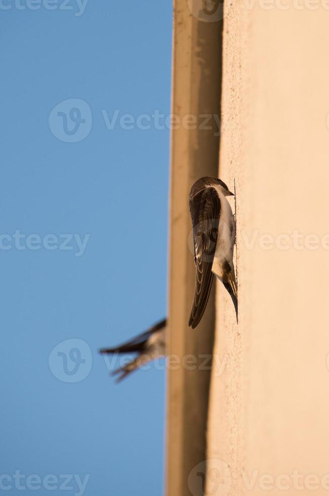 common house martin on the wall photo