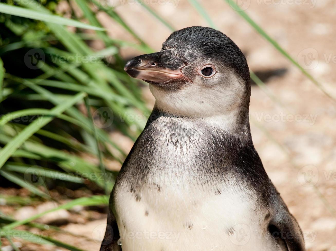 cute penguin in zoo photo