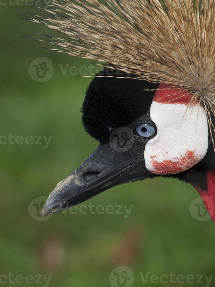 East African Crowned Crane photo