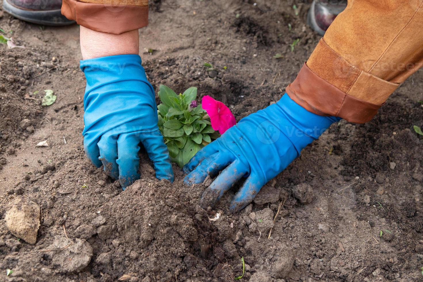 Works in the spring garden and flower bed - planting petunia flowers from temporary pots in the ground photo