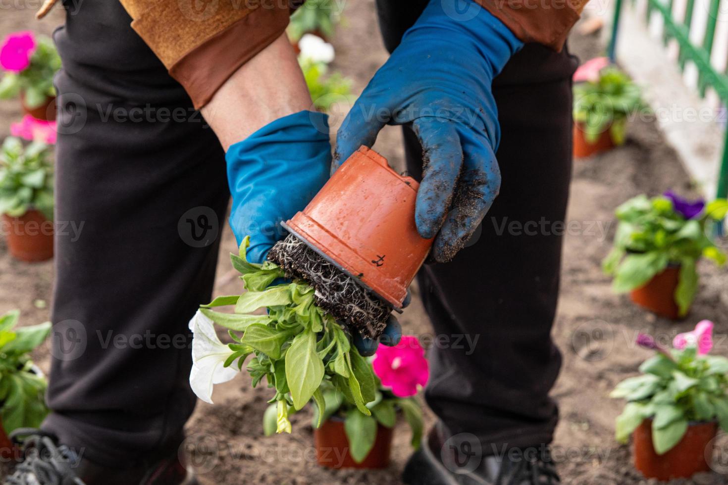 trabajos en el jardín y lecho de flores - plantación de flores de petunia de macetas temporales en el suelo foto