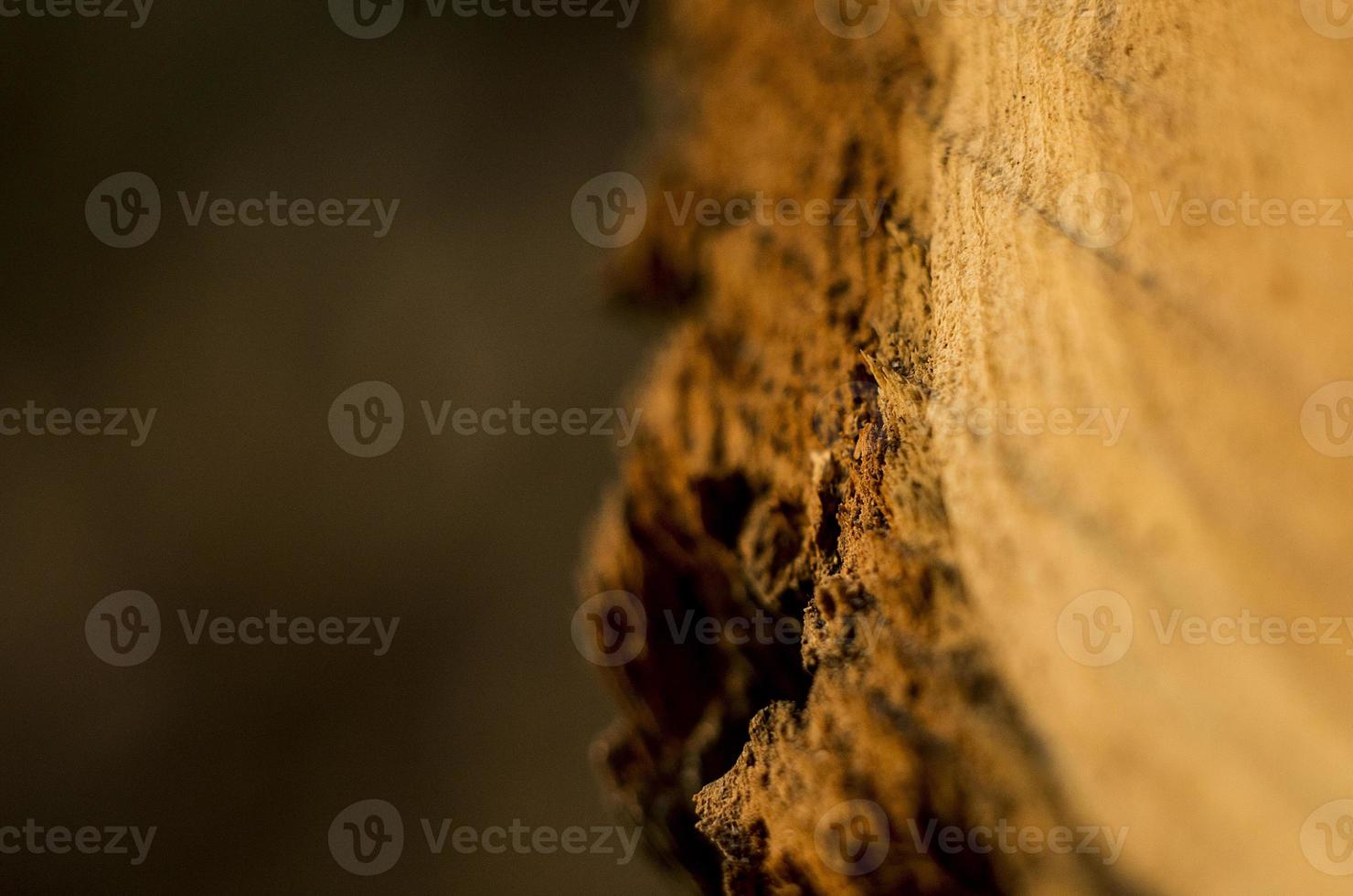 textura de madera natural en la naturaleza, fondo foto