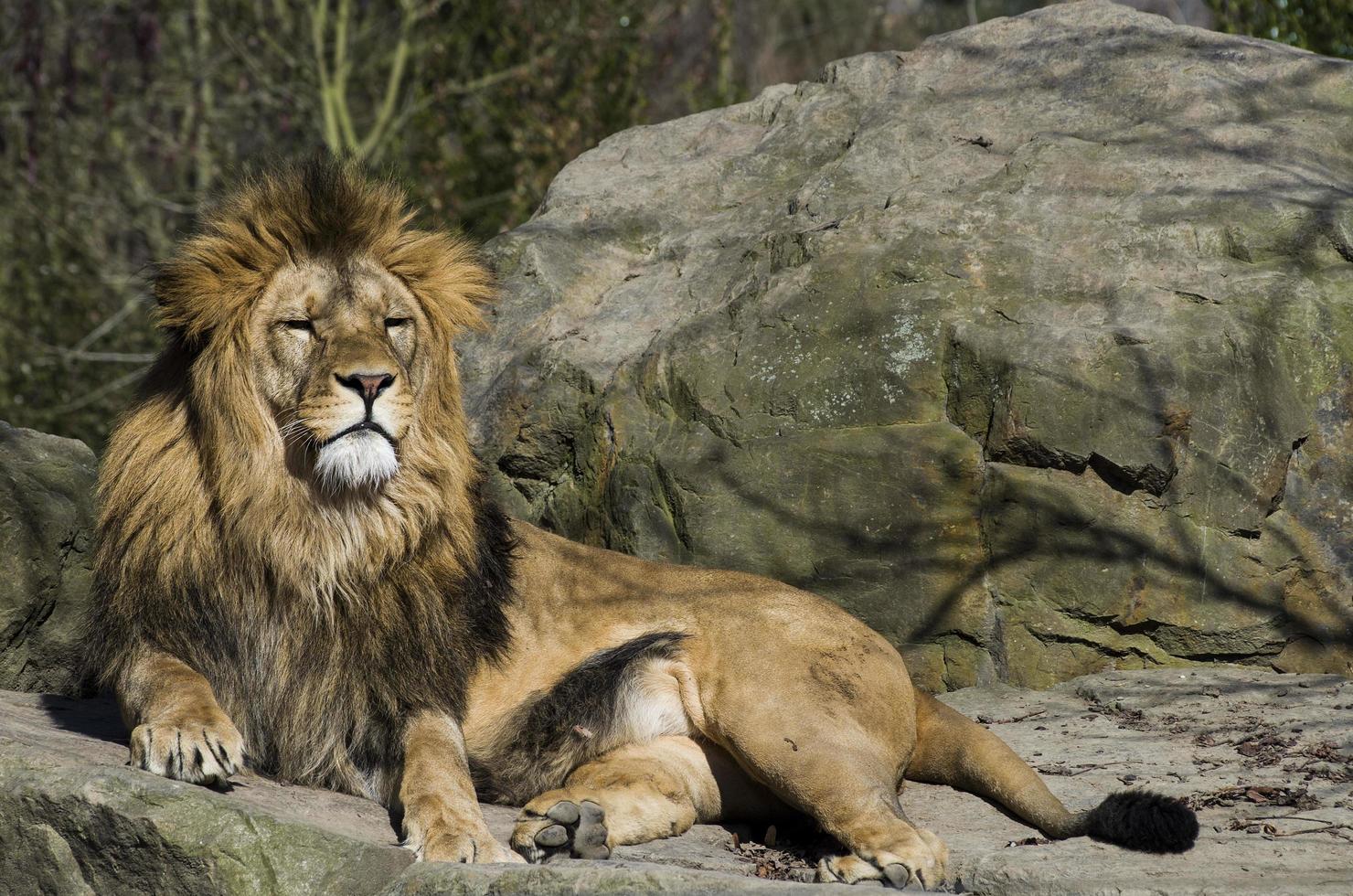 león descansando en la naturaleza foto