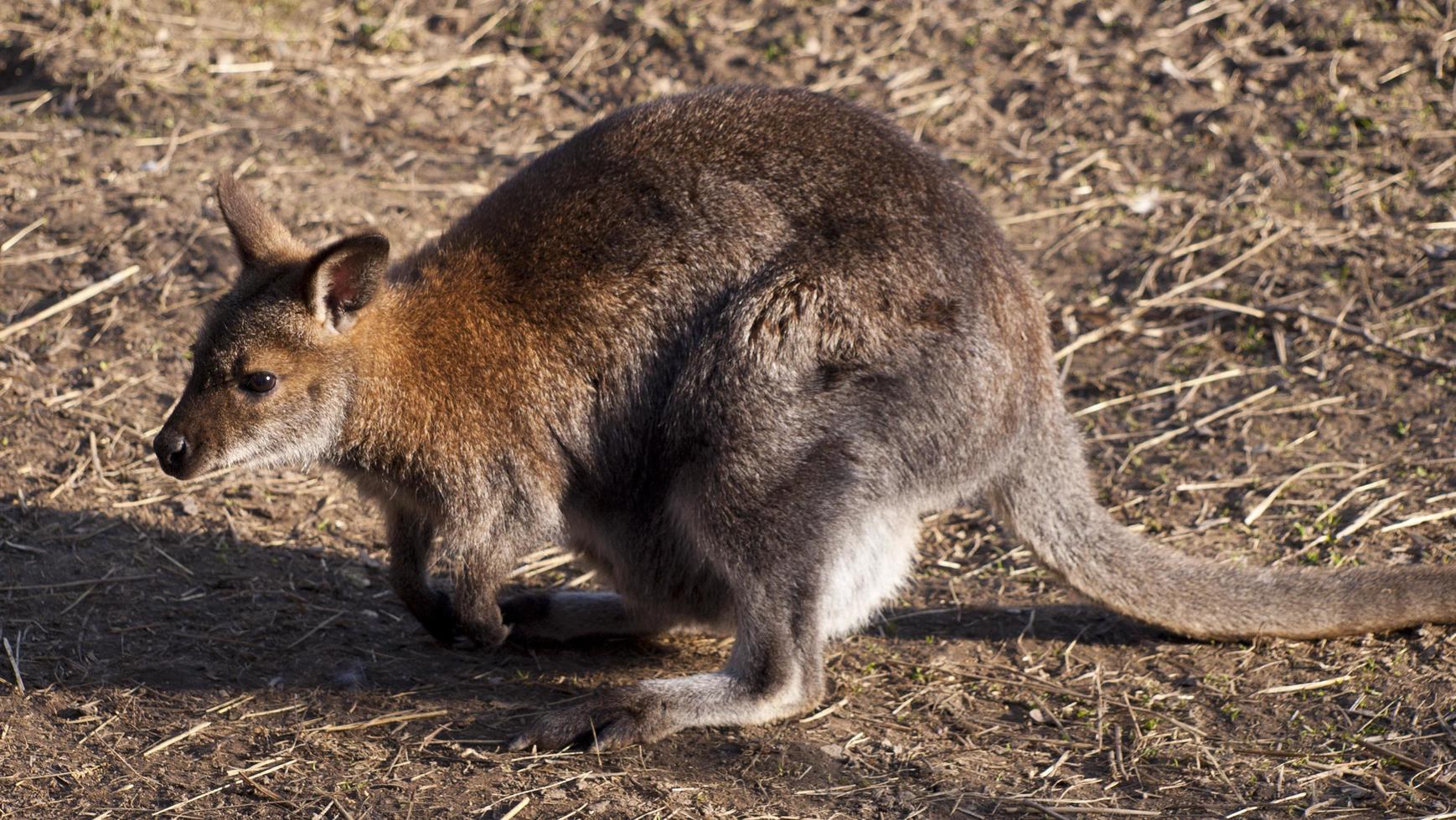 red kangaroo in zoo photo