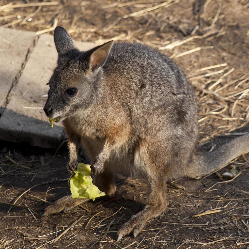 red kangaroo in zoo photo