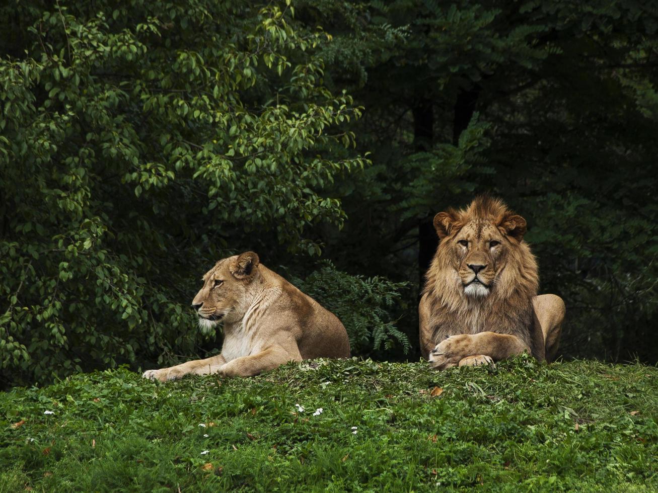 pareja de leones en la hierba foto