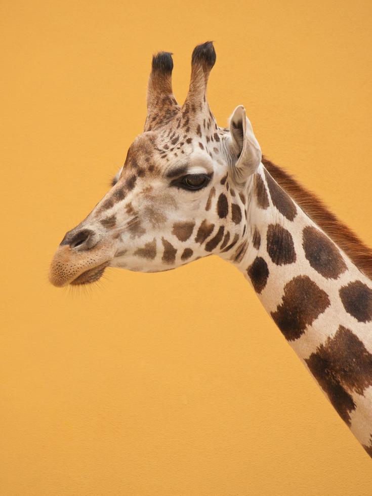 giraffe on yellow background photo