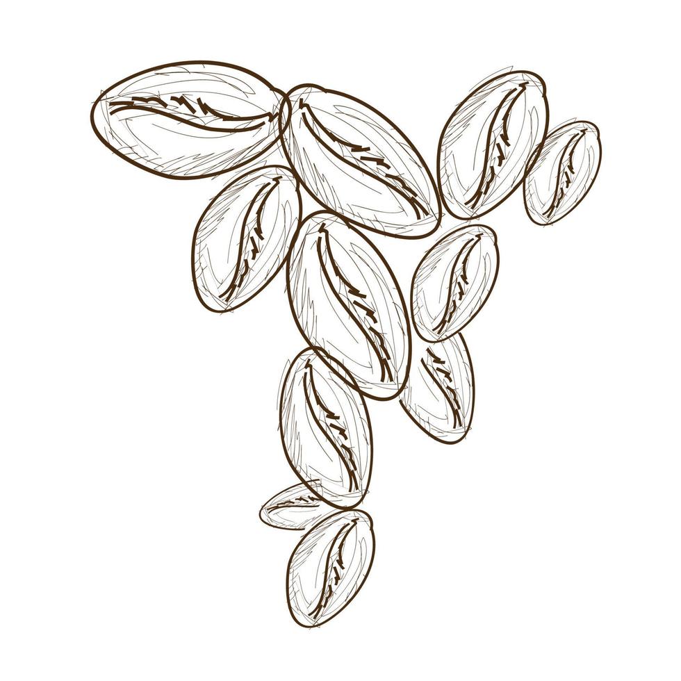 hand drawn coffee bean vector