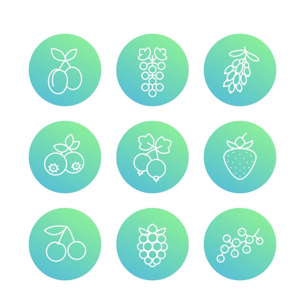 Berries line icons, raspberry, blueberry, cherry, grape, barberry, plums, strawberry, currant vector