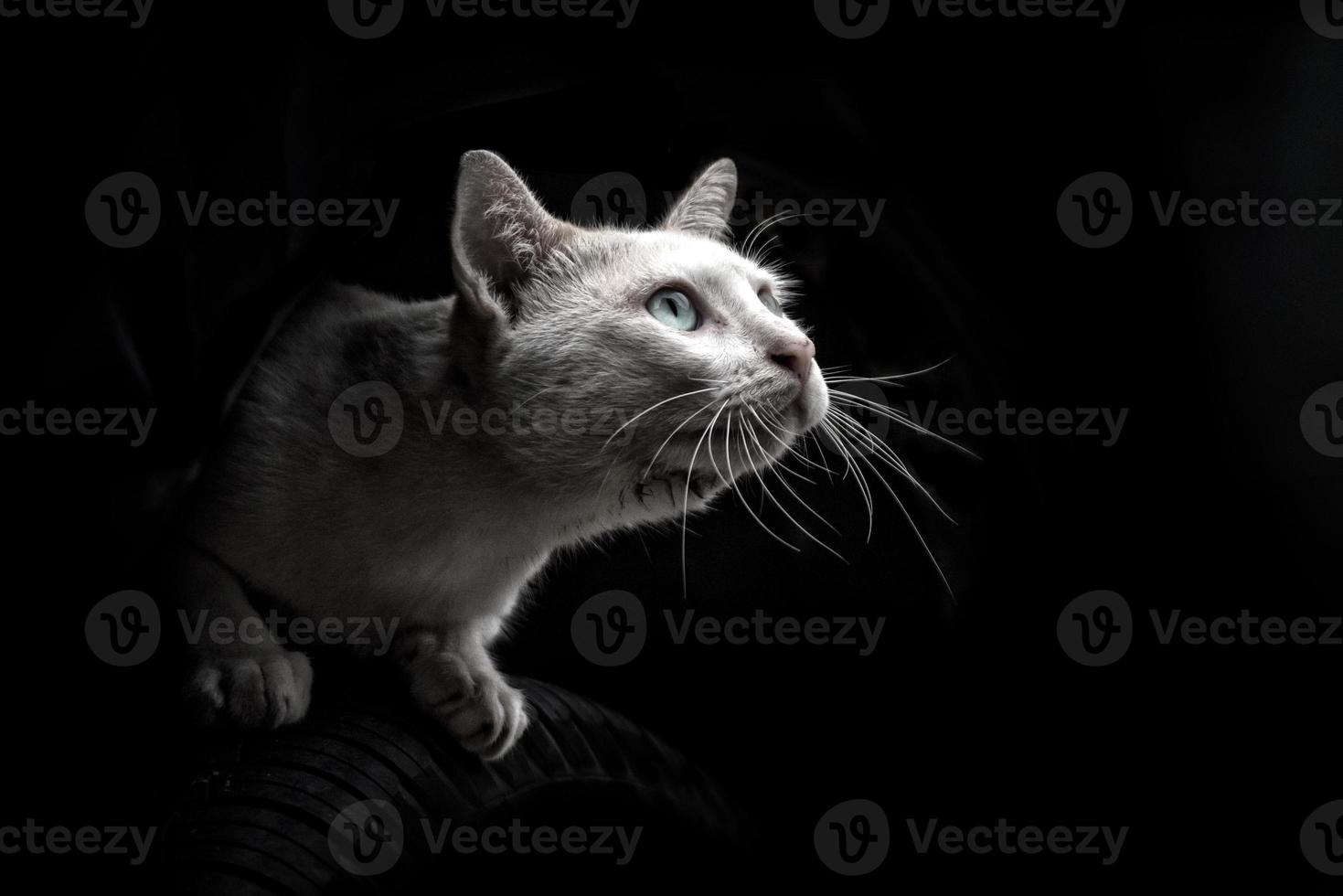 white cat kitten looking up isolated on black background photo