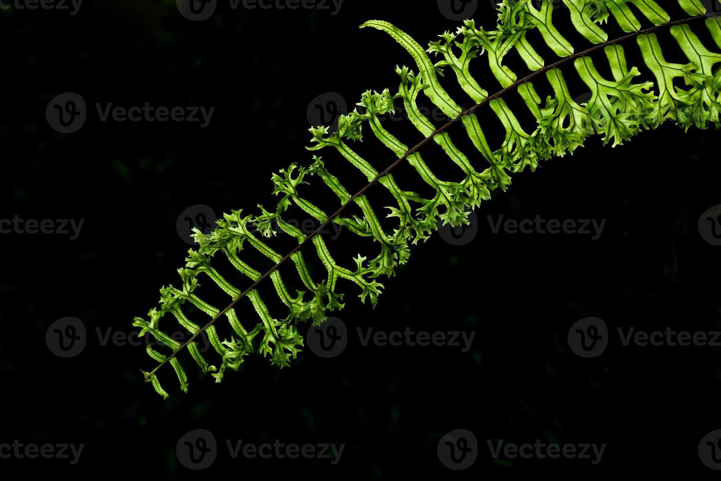 green fern leaves isolated on black background photo