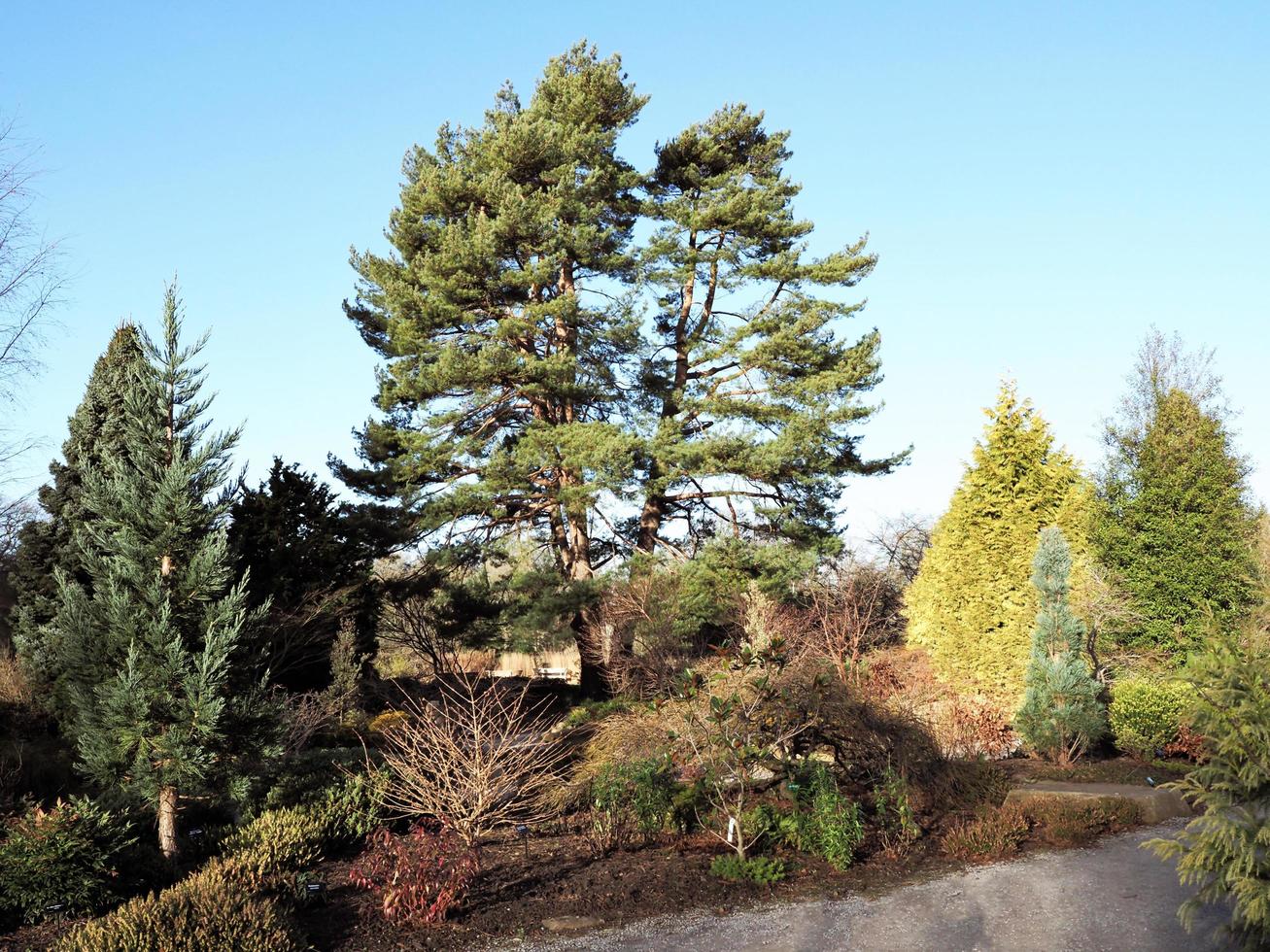 Pine tree and conifers in a garden with a blue sky photo