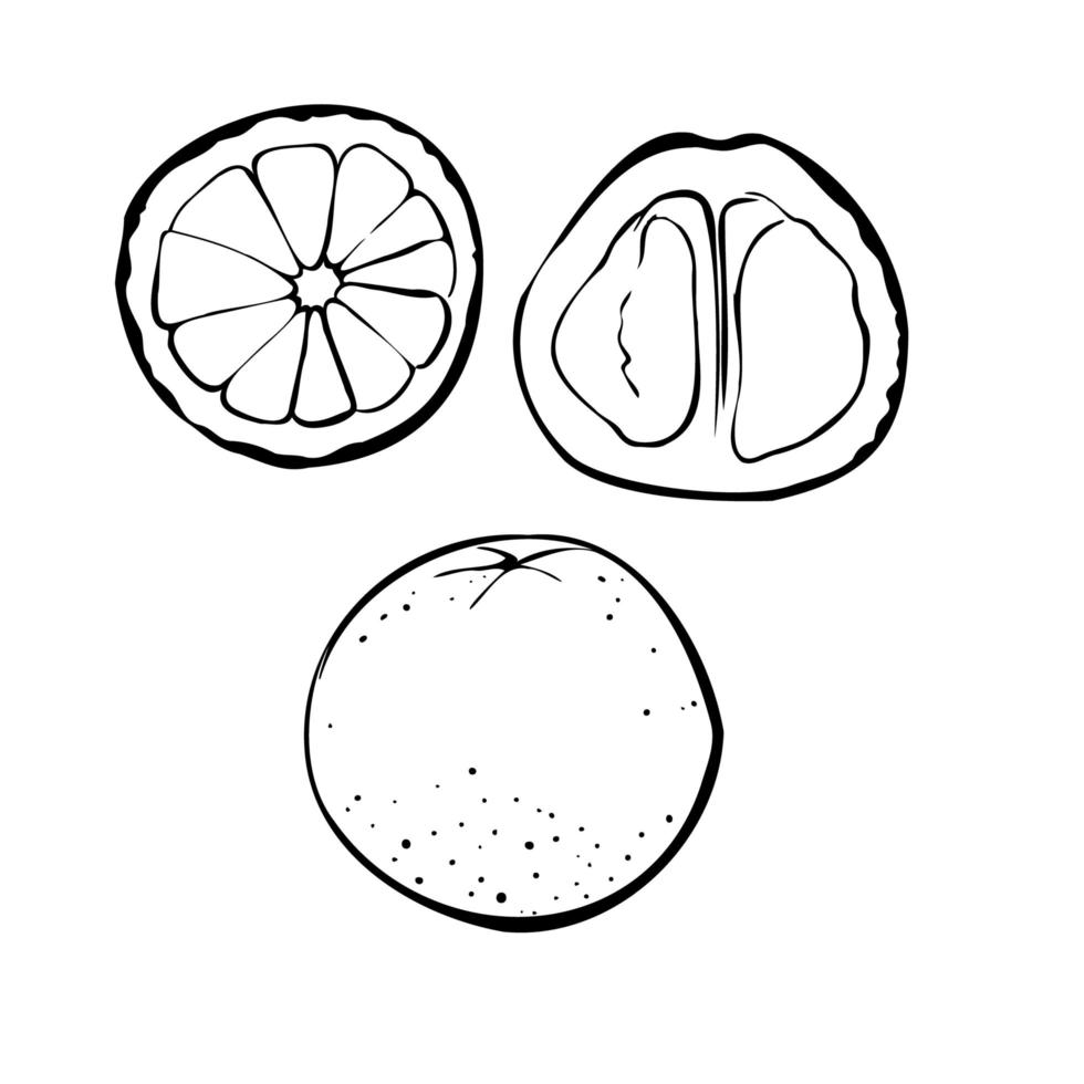 Vector illustration of a grapefruit on a white isolated background. Shop sketch, banner, menu, and logo. Black and white outline.