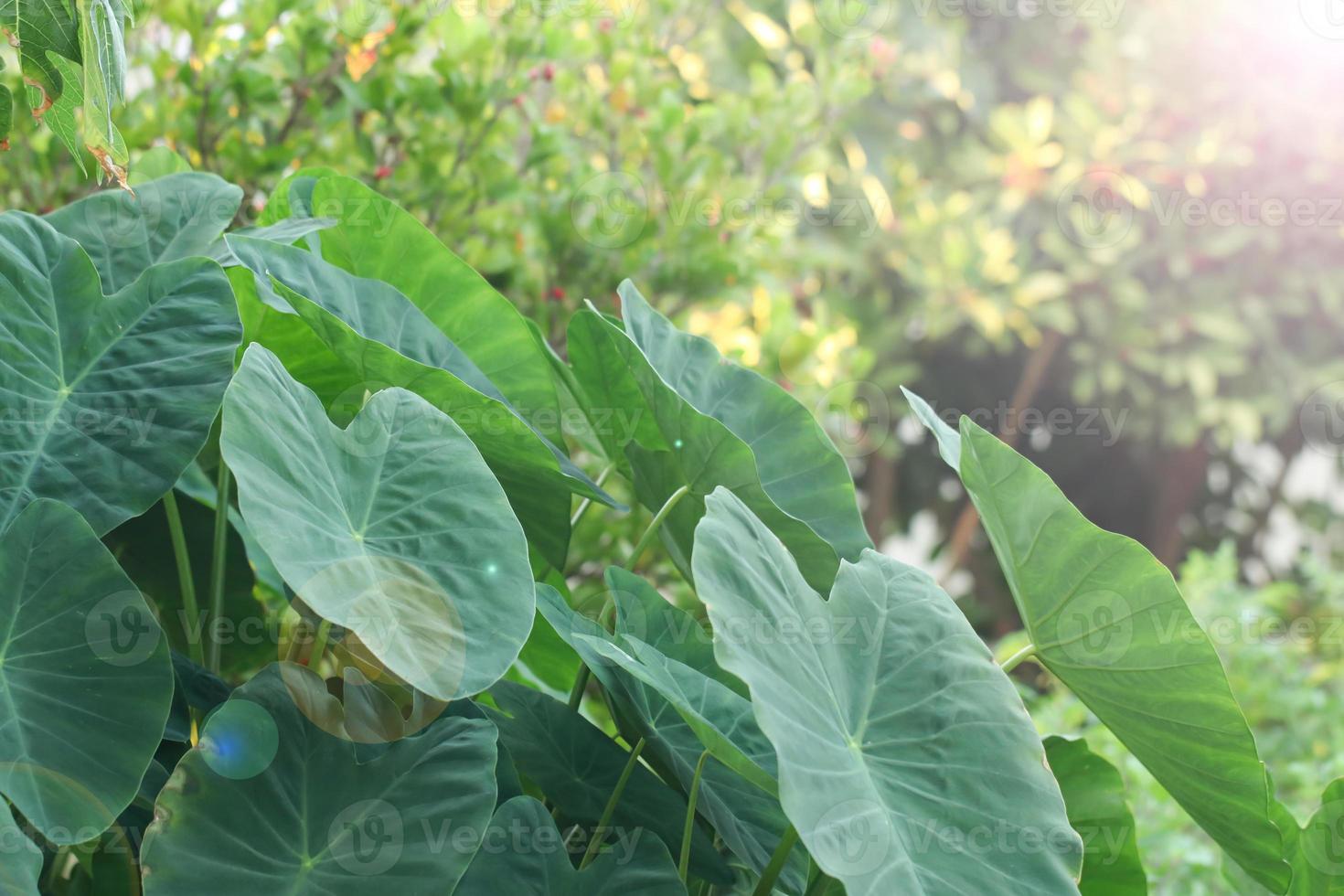 hojas de oreja de elefante para el fondo, hoja de taro de plátano verde tropical, fondo de textura de hoja.fondo natural y papel tapiz. foto