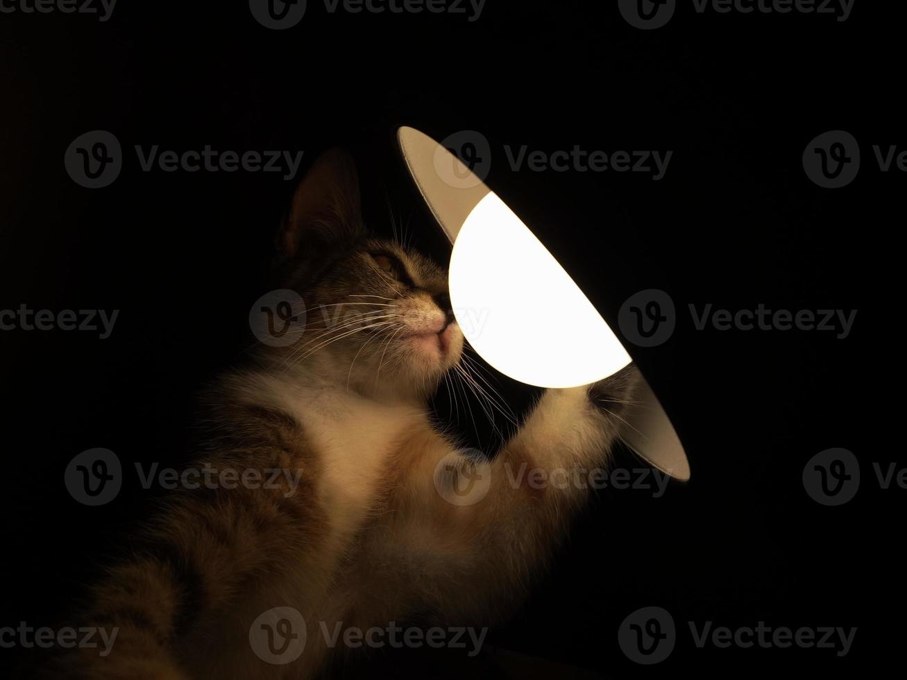 Cat playing with lamp in the dark. photo