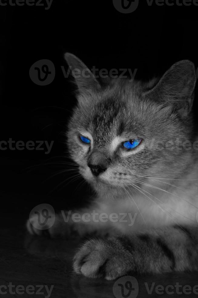 Black and white photo of an angry gray cat with blue eyes.