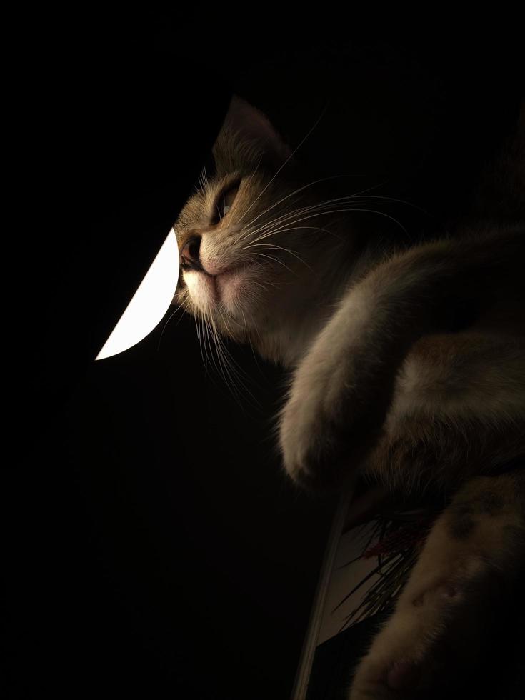 Cat playing with lamp in the dark. photo