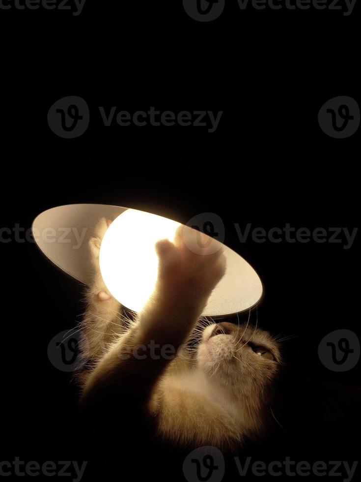 Cat playing with lamp in the dark. photo