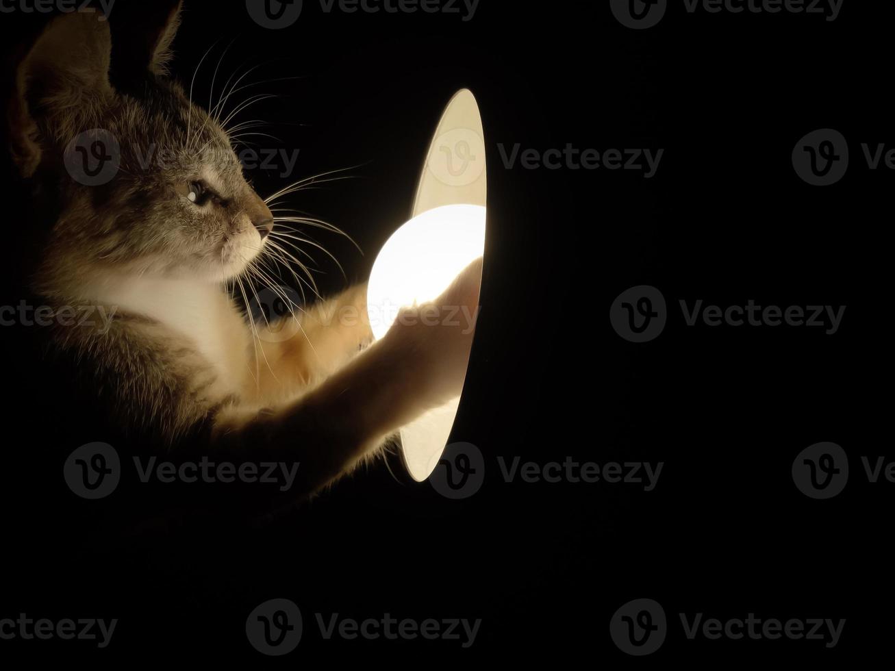 Cat playing with lamp in the dark. photo